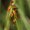 Carex_pulicaris_Loppe-star.JPG
