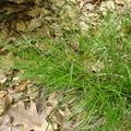 Carex_remota_Akselblomstret_star_18052007_001.JPG