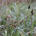 Carex_riparia_Tykakset_star_28042015_Kristiansholm_Plantage_Naestved_004.JPG