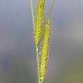 Carex_rostrata_Naeb-Star_03062014_Brande_006.JPG