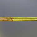 Carex_rostrata_Naeb-Star_03062014_Brande_012.JPG