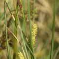Carex_rostrata_Naeb-star_01062008_009.JPG