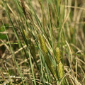 Carex_rostrata_Naeb-star_01062008_010.JPG