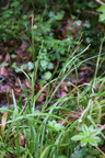 Carex strigosa (Tyndakset Star)