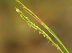 Carex sylvatica (Skov-star)