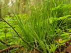 Carex sylvatica (Skov-star)