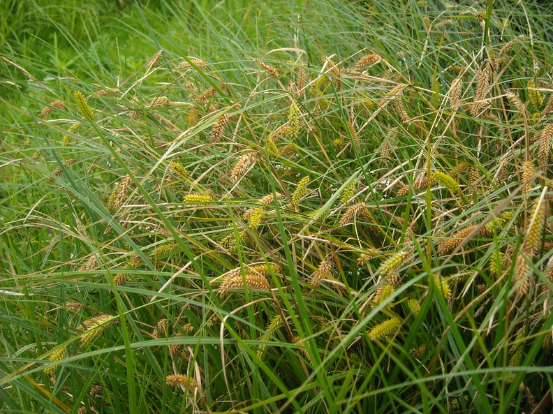 Carex_vesicaria_Blaere-Star_01072011_Skaade_Aarhus_003.JPG