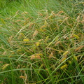 Carex vesicaria (Blære-Star)