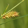 Carex_vesicaria_Blaere-star_14072009_009.JPG