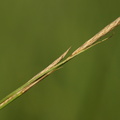 Carex_vesicaria_Blaere-star_14072009_011.JPG