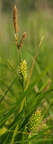 Carex vesicaria (Blære-star)