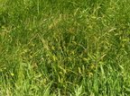 Carex vesicaria (Blære-star)