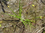 Carex oederi var. oederi (Dværg-Star)