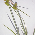 Carex_viridula_Dvaerg-star_04072007_005.JPG