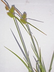 Carex oederi var. oederi (Dværg-Star)
