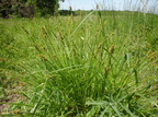 Carex vulpina (Ræve-star)