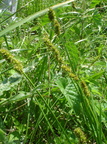 Carex vulpina (Ræve-star)
