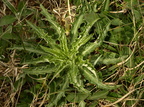 Carlina vulgaris ssp. vulgaris (Almindelig bakketidsel)