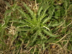 Carlina vulgaris ssp. vulgaris (Almindelig bakketidsel)