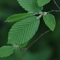 Carpinus betulus (Avnbøg)