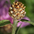Centaurea_jacea_Almindelig_Knopurt_4.JPG