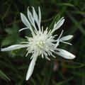 Centaurea_jacea_Almindelig_Knopurt_5.JPG