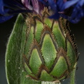 Centaurea_montana_Bjerg-knopurt_Tilst_12.JPG