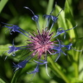 Centaurea_montana_Bjerg-knopurt_Tilst_15.JPG