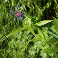 Centaurea_montana_Bjerg-knopurt_Tilst_23.JPG