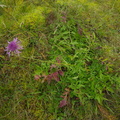 Centaurea_scabiosa_Stor_Knopurt_03102011_AAlborg_Kommune_1.JPG