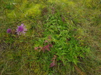 Centaurea scabiosa (Stor Knopurt)