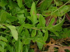 Centaurea scabiosa (Stor Knopurt)