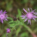 Centaurea_x_moncktonii_Hybrid-knopurt_14072014_Magle_Soe_Sjaelland_005.JPG
