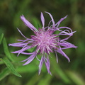 Centaurea_x_moncktonii_Hybrid-knopurt_14072014_Magle_Soe_Sjaelland_006.JPG