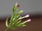 Centaurium pulchellum (Liden Tusindgylden)