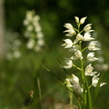 Cephalanthera_longifolia_Svaerd-skovlilje_01062009_Ismanstorp__OEland__Sverige_019.JPG