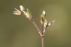 Cerastium semidecandrum (Femhannet hønsetarm)