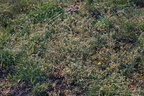 Cerastium semidecandrum (Femhannet hønsetarm)