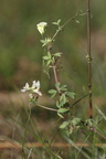 Ceratocapnos claviculata (Klatrende Lærkespore)