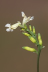 Ceratocapnos claviculata (Klatrende Lærkespore)