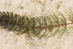 Ceratophyllum demersum (Tornfrøet hornblad)