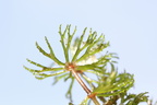 Ceratophyllum demersum (Tornfrøet hornblad)