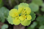 Chrysosplenium alternifolium (Almindelig Milturt)
