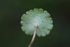 Chrysosplenium alternifolium (Almindelig Milturt)