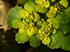 Chrysosplenium alternifolium (Almindelig milturt)