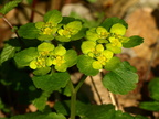 Chrysosplenium alternifolium (Almindelig milturt)
