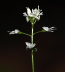 Circaea alpina (Liden Steffensurt)