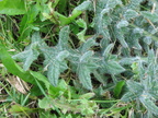 Cirsium vulgare (Horse-tidsel)
