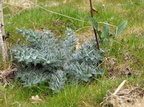 Cirsium vulgare (Horse-tidsel)