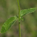 Clinopodium vulgare (Kransbørste)